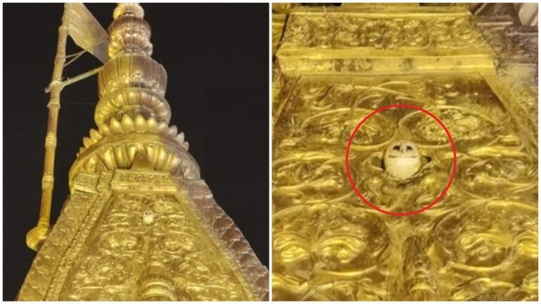 #काशीविश्वनाथमंदिर #KashiVishwanathMandir #सफेदउल्लू #WhiteOwl #MandirMystery #SpiritualSign #ShikharDarshan