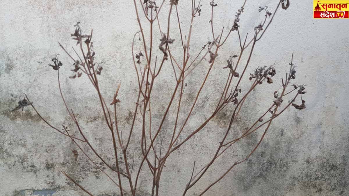 Tulsi Tips : सूखी तुलसी की लकड़ी से करें ये तीन उपाय, मां लक्ष्मी घर में कर देंगी धन की वर्षा