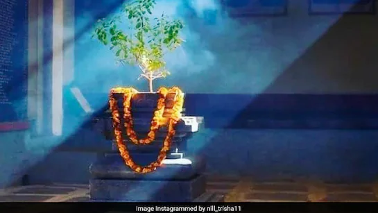 Shardiya Navratri 2025 : नवरात्र में पान के पत्ते से करें ये 4 खास उपाय, माता लक्ष्मी बरसाएंगी धन-संपदा की वर्षा