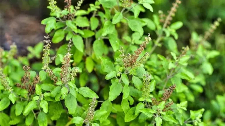 Janmashtami 2026 Tulsi Upay: कान्हा को प्रिय है तुलसी, इन उपायों से पाएं श्रीकृष्ण और मां लक्ष्मी का आशीर्वाद