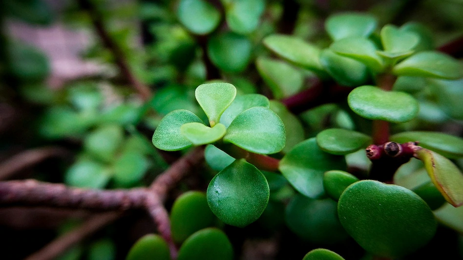 Jade Plant Vastu Tips: घर में इस दिशा में लगाएं जेड प्लांट, वास्तु के अनुसार बढ़ सकती है सुख-समृद्धि !
